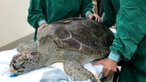 Des vétérinaires font une triste découverte dans le ventre d'une tortue verte