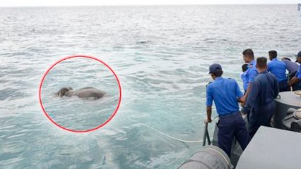 La marine du Sri lanka vient au secours d'un éléphant piégé en pleine mer