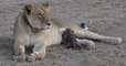 Une lionne sauvage adopte un petit léopard en Tanzanie, un cas "unique"