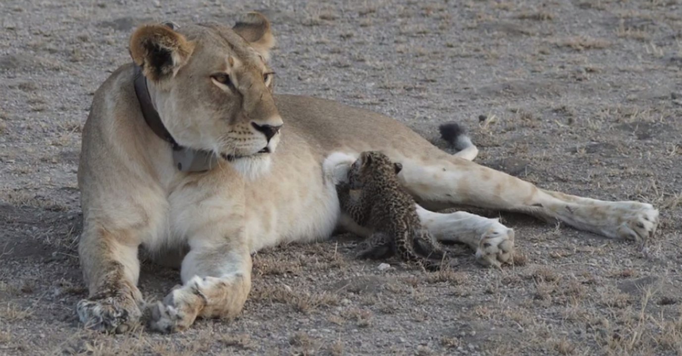 Une lionne sauvage adopte un petit léopard en Tanzanie, un cas "unique"