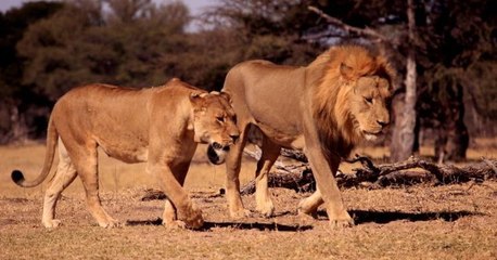 Deux ans après, Xanda le fils de Cecil le lion vient d'être tué par un chasseur au Zimbabwe