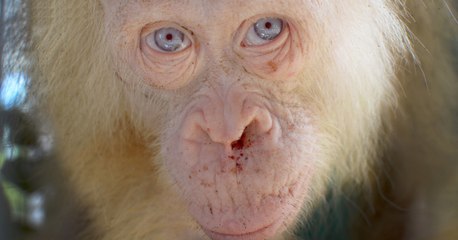Une organisation secourt un orang-outan albinos enfermé par des villageois