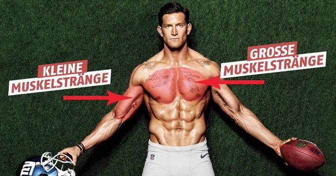 Entdeckt den Unterschied zwischen den großen und den kleinen Muskelsträngen