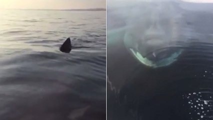 Deux pêcheurs croisent la route d'un gigantesque requin au large de la Cornouaille
