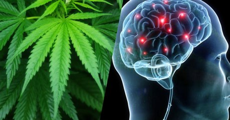 Le cannabis pourrait contrer le déclin de la mémoire