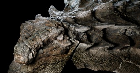 Un dinosaure vieux de 110 millions d'années découvert incroyablement préservé au Canada
