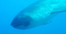 Un rarissime requin grande-gueule filmé dans les profondeurs au large de l'Indonésie