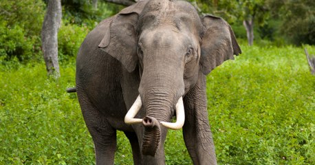 Des chercheurs révèlent une fascinante découverte sur les éléphants