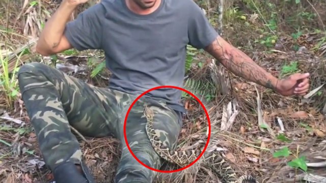 Quand un aventurier se retrouve nez à nez avec un crotale diamantin