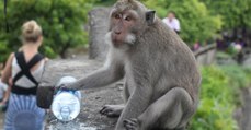 En Indonésie, des macaques volent les affaires des touristes et les échangent... contre une rançon