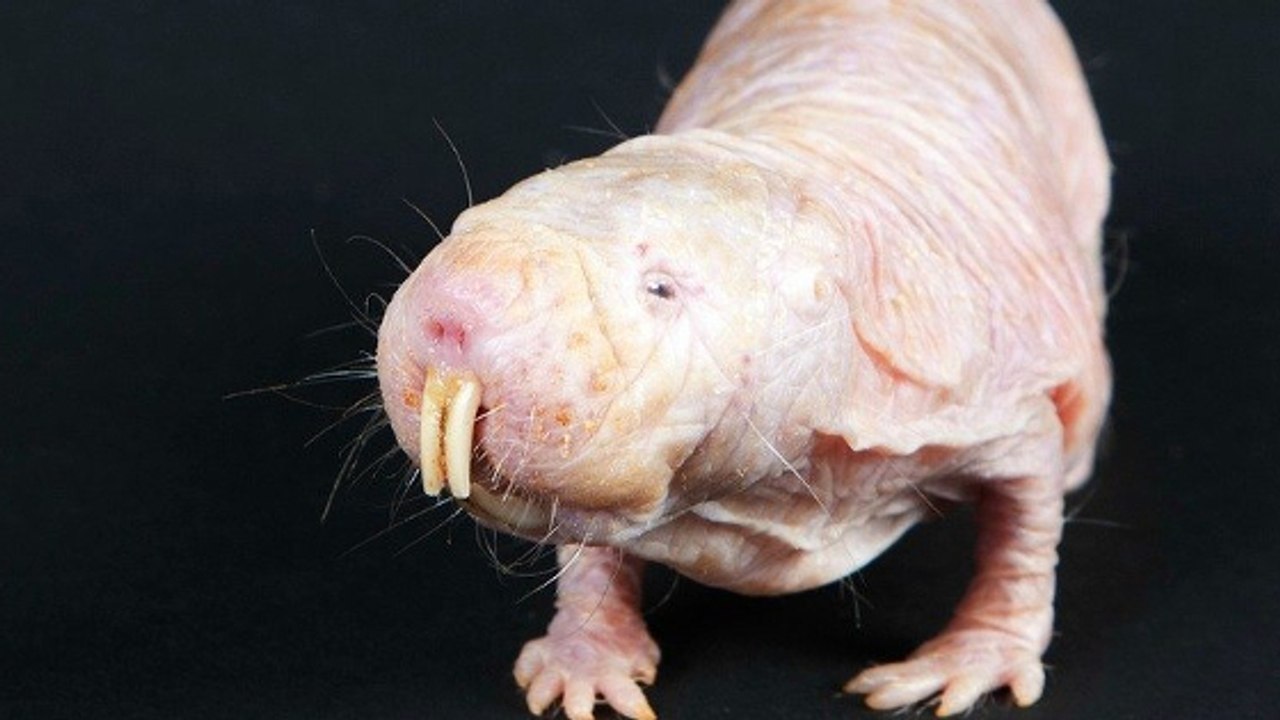 Le rat-taupe nu, ce rongeur insensible à la douleur, dévoile un nouveau super-pouvoir