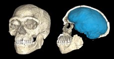 Une découverte de fossiles humains au Maroc bouleverse l'histoire d'Homo sapiens