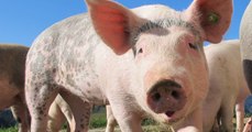 Bientôt des organes de cochons génétiquement modifiés greffés chez des humains ?