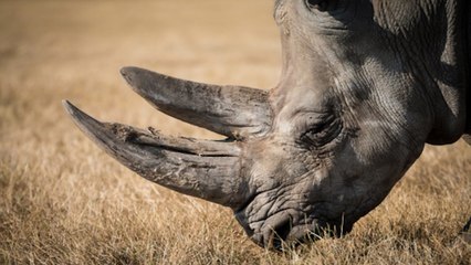 Une vente aux enchères de cornes de rhinocéros divise en Afrique du Sud
