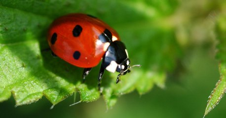 Des milliers de coccinelles distribuées à Paris pour remplacer les pesticides