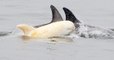 Un rarissime dauphin de Risso albinos réapparait au large de la Californie
