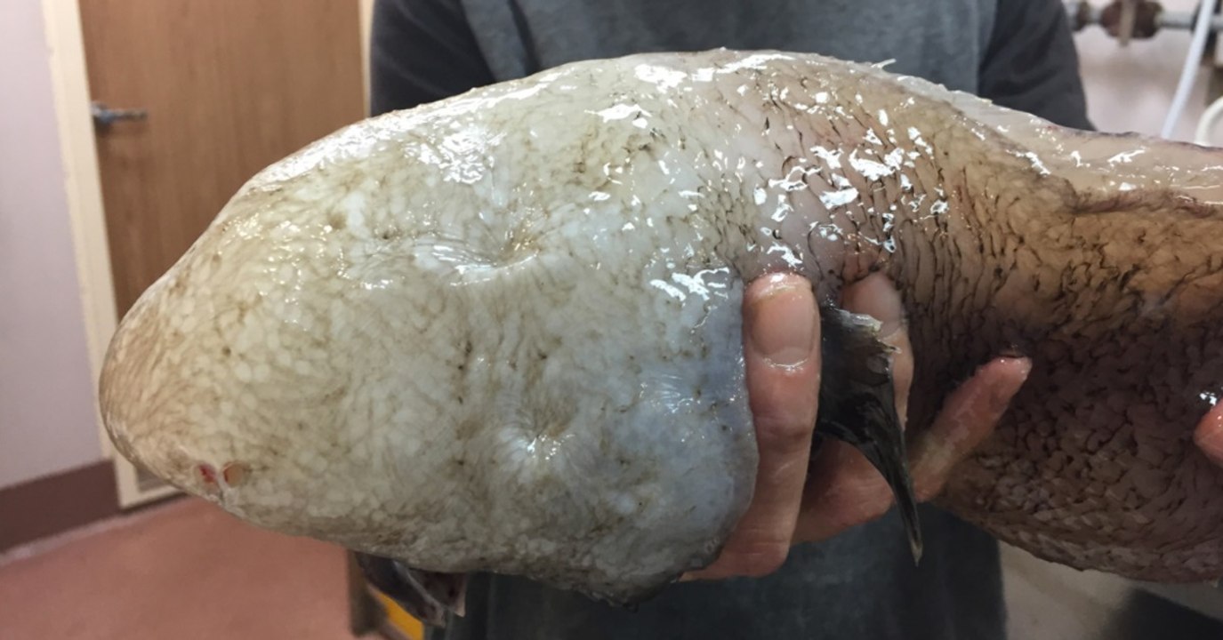 Un étrange poisson "sans visage" redécouvert dans les profondeurs au large de l'Australie