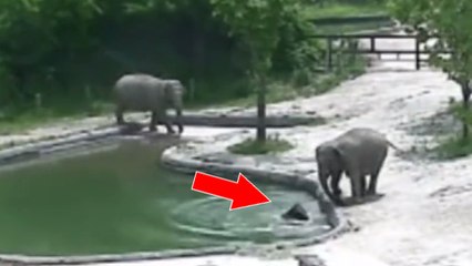 Quand deux éléphants volent au secours d'un petit tombé à l'eau en Corée du Sud
