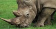 Un braconnier de rhinocéros condamné à 20 ans de prison en Afrique du Sud