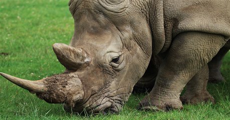 Un braconnier de rhinocéros condamné à 20 ans de prison en Afrique du Sud