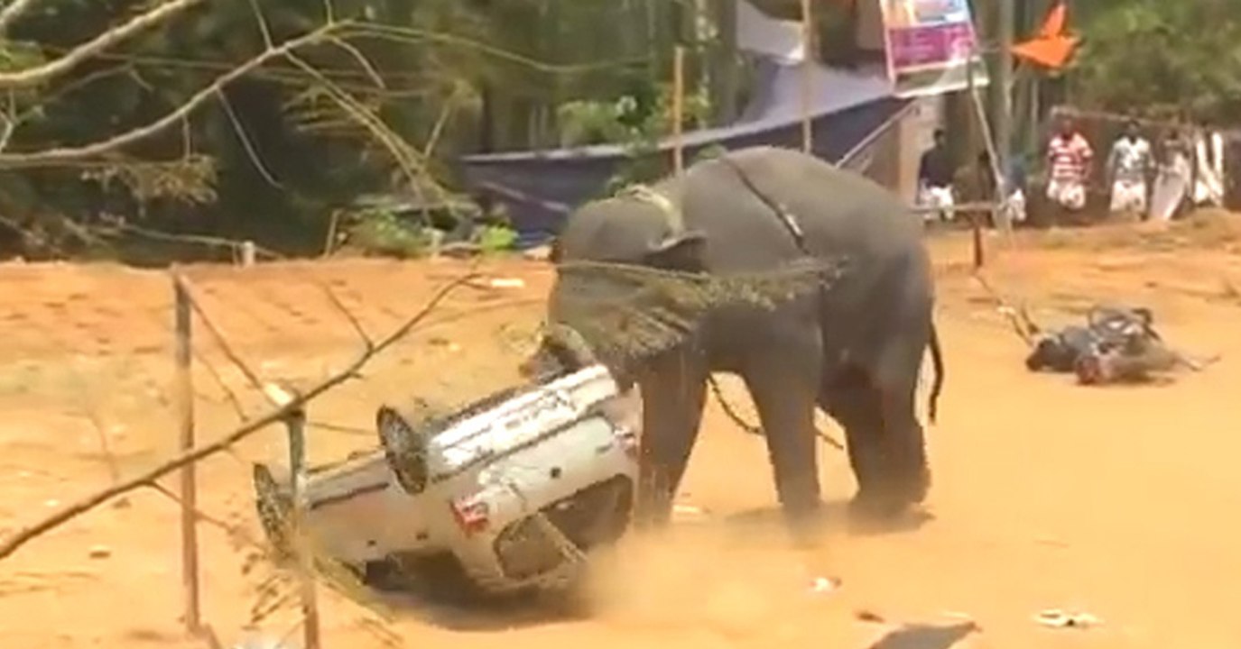 Quand un éléphant sème la panique dans un village indien