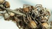 En manque de nourriture, ces araignées et leurs bébés adoptent un comportement très spécial