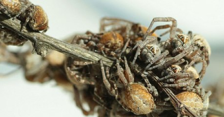 En manque de nourriture, ces araignées et leurs bébés adoptent un comportement très spécial