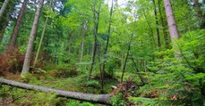 VIRGO : les forêts vierges de Roumanie, ces 