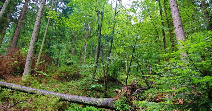 VIRGO : les forêts vierges de Roumanie, ces poumons de l'Europe qui sont en train de disparaître