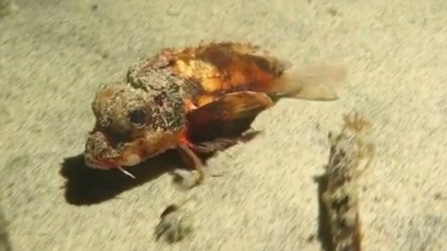 Un poisson marcheur filmé au large de l'Indonésie intrigue les chercheurs