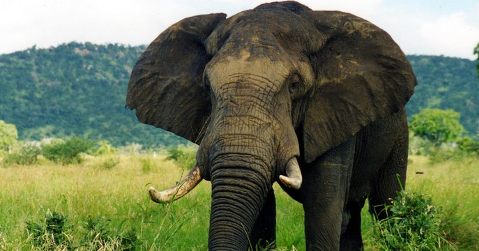 Les Etats-Unis réautorisent l'importation de trophées d'éléphants chassés au Zimbabwe et en Zambie