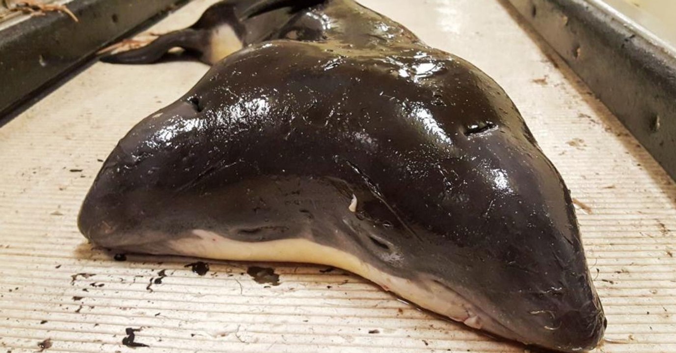 Un marsouin à deux têtes découverts pour la première fois en mer du Nord