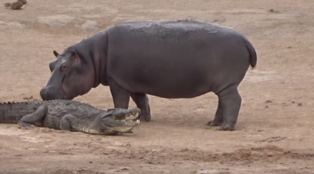 Quand un jeune hippopotame tente de jouer avec un crocodile au Zimbabwe