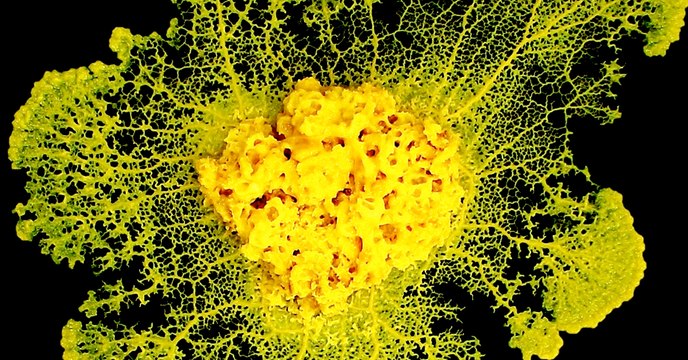 Le blob, cet étrange organisme qui fascine les scientifiques