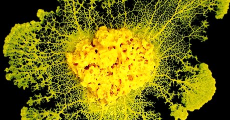 Le blob, cet étrange organisme qui fascine les scientifiques