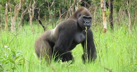 Quatre gorilles retrouvent leur liberté dans une réserve naturelle du Congo