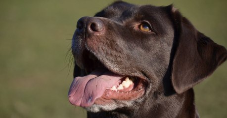 Parkinson : les chiens pourraient être capables de renifler la maladie de façon précoce