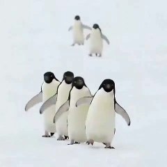 Des pingouins qui marchent en parfaite synchronisation