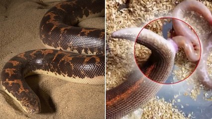 La surprenante vidéo d'un boa qui donne naissance à ses petits