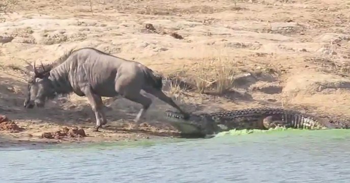 Quand un hippopotame vient au secours d'un gnou attaqué par un crocodile