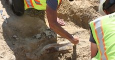 Des ouvriers découvrent un fossile de dinosaure exceptionnel sur un chantier du Colorado