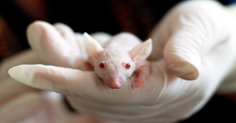 Genoskin : de la peau humaine pour remplacer l'expérimentation animale