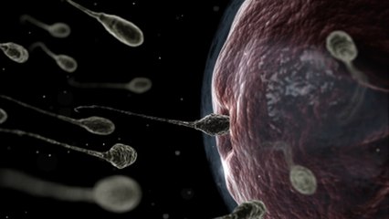 En 40 ans, le nombre de spermatozoïdes a chuté de façon dramatique chez les hommes occidentaux