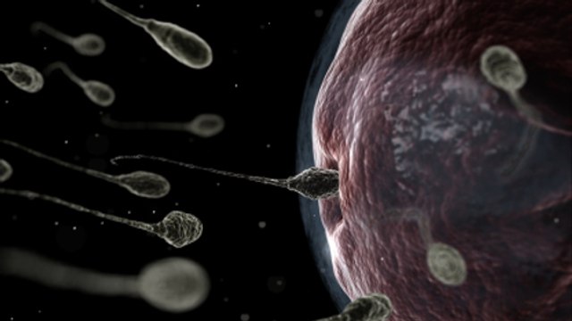 En 40 ans, le nombre de spermatozoïdes a chuté de façon dramatique chez les hommes occidentaux