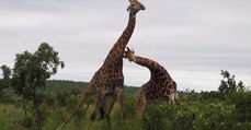 Voilà à quoi ressemble un combat entre deux girafes