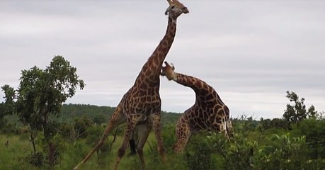 Voilà à quoi ressemble un combat entre deux girafes
