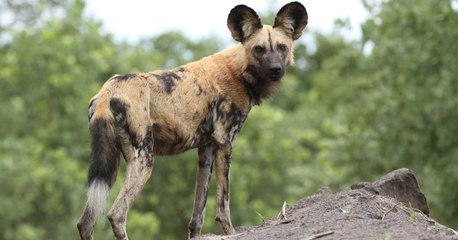 Pour se mettre d'accord, les lycaons, ces chiens sauvages africains, ont trouvé une drôle de méthode