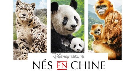 Nés en Chine : partez à la découverte des splendeurs de la Chine avec le nouveau film de Disneynature