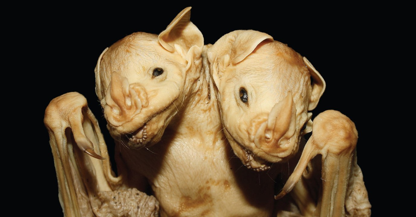 Une chauve-souris à deux têtes découverte au Brésil fascine des chercheurs