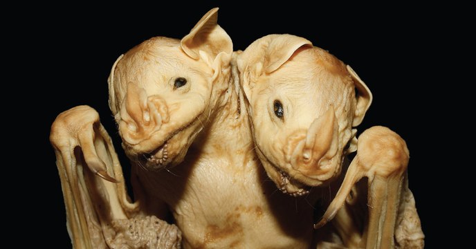 Une chauve-souris à deux têtes découverte au Brésil fascine des chercheurs
